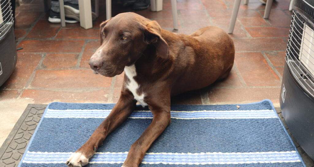 A dog lying on the ground