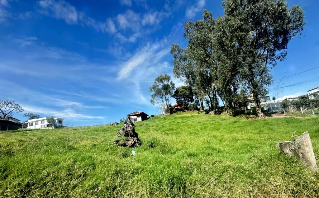 Green grass and blue skies