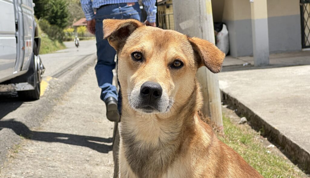 A dog looking at the camera