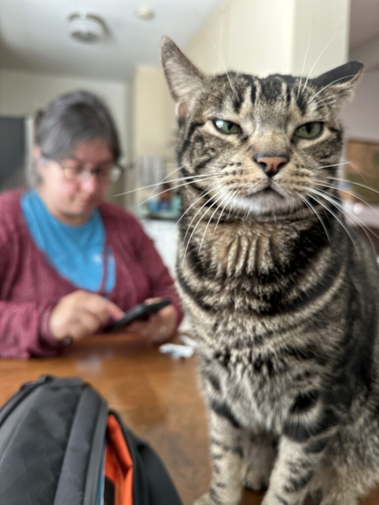 Popoki the cat looking at the camera with Ruhi on the phone in the background. 