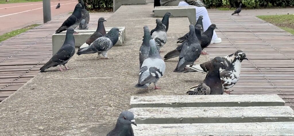 pigeons on a bench