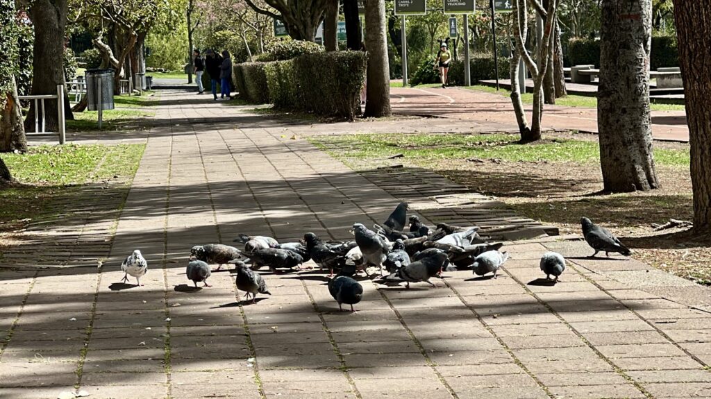 pigeons in a park
