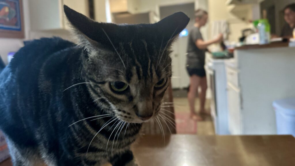 a cat on a table