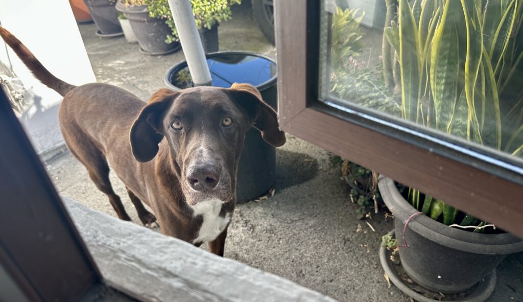Dog looking in a window