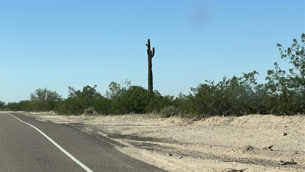 A cactus on the side of the road