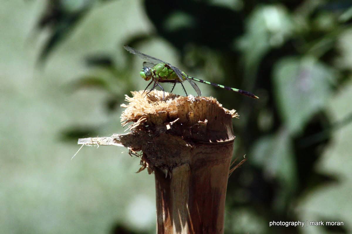 Dragonfly (Day 6: Thu, 9/17)