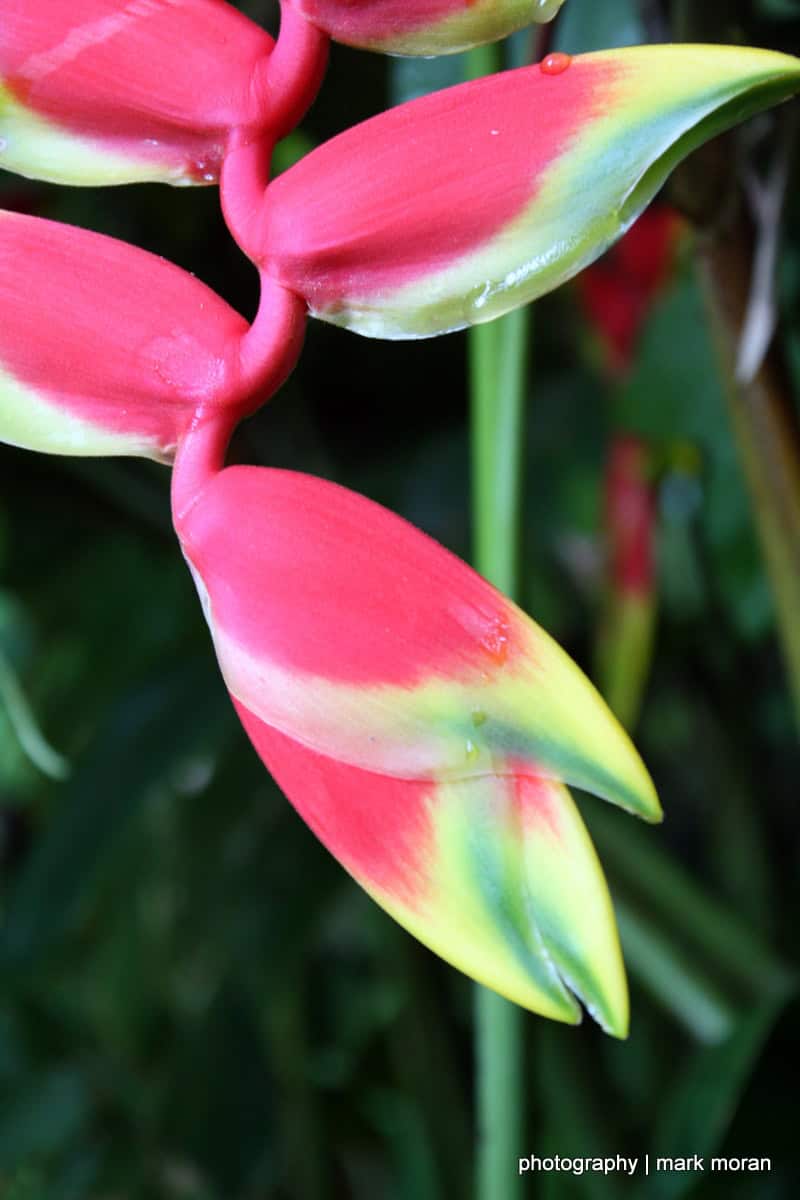 An interesting flower (Day 8: Sat, 9/19)