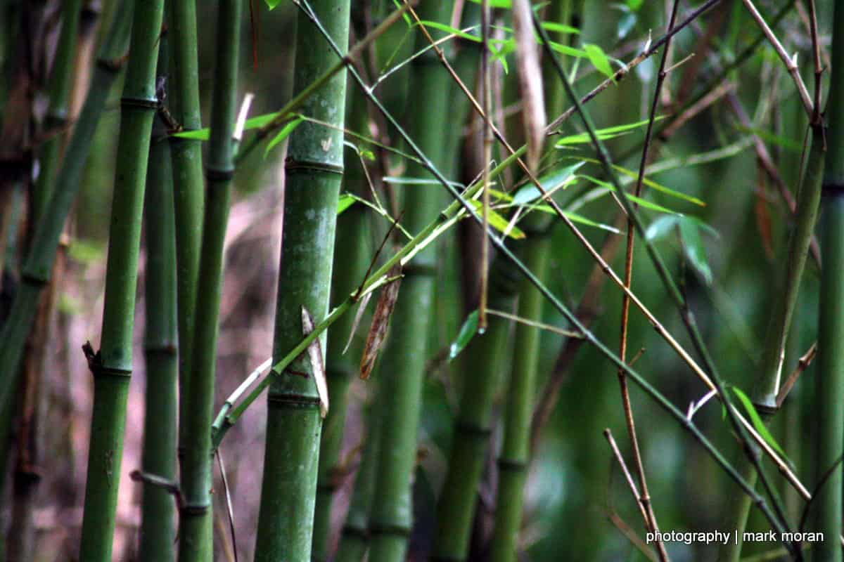 Bamboo (Day 8: Sat, 9/19)